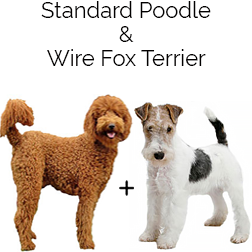 Wire Foodle Dog